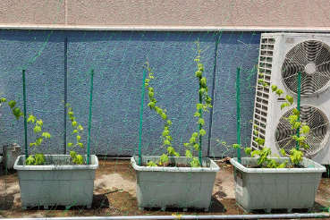 グリーンカーテン関東工場2022−6月