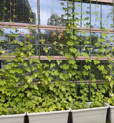 ゴーヤ（7月19日、本社）