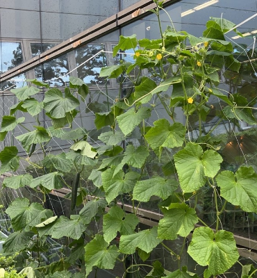 きゅうり（7月19日、本社）