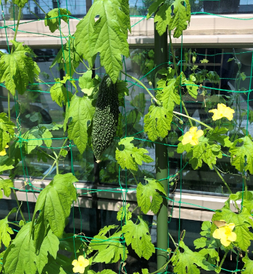 ゴーヤの実（7月19日、本社）