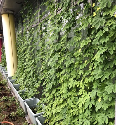 ゴーヤ（7月19日、DM工場）