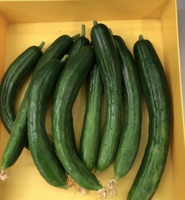 収穫したきゅうり（7月19日、DM工場）