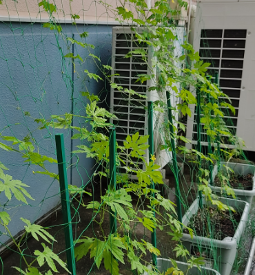 ゴーヤ1（7月19日、関東工場）