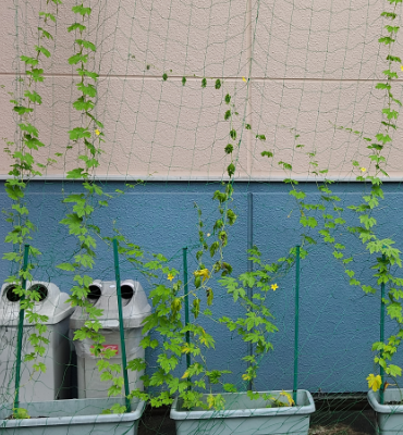 ゴーヤ2（7月19日、関東工場）