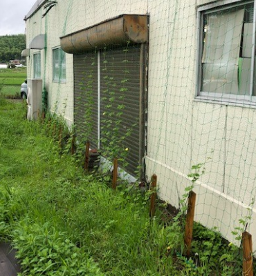 ゴーヤ1（7月19日、京都工場）