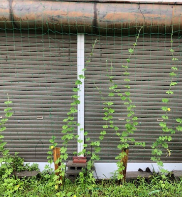 ゴーヤ2（7月19日、京都工場）