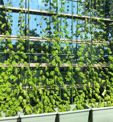 ゴーヤ（7月25日、本社）