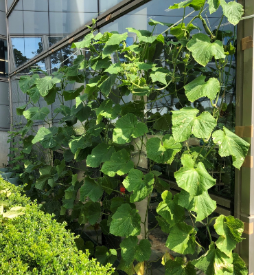 きゅうり（7月25日、本社）