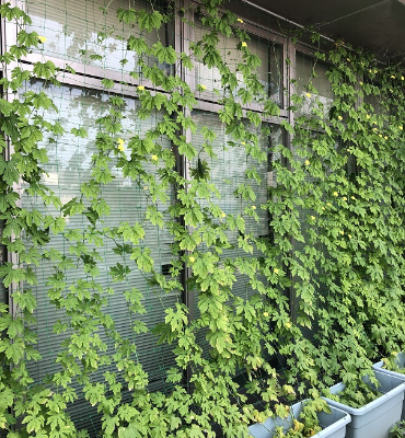 ゴーヤ（7月25日、DM工場）