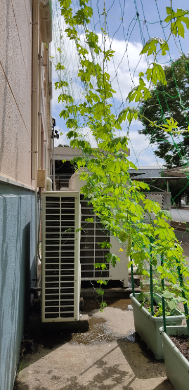 ゴーヤ（7月25日、関東工場）