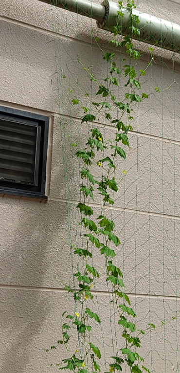 ゴーヤ（7月25日、関東工場）