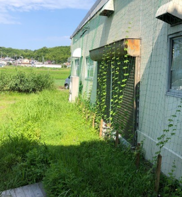 ゴーヤ（7月25日、京都工場）