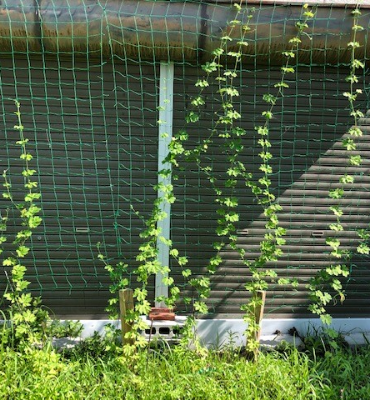 ゴーヤ（7月25日、京都工場）