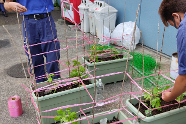 グリーンカーテン関東2021−6月