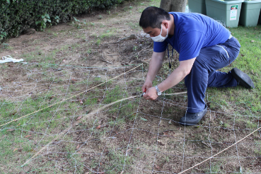 グリーンカーテン本社2021−6月