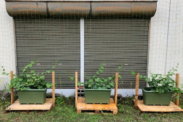 グリーンカーテン京都2021−6月