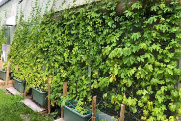 グリーンカーテン京都2021−8月