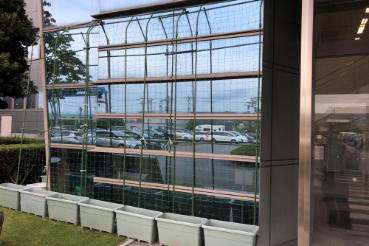 グリーンカーテン本社2022−6月