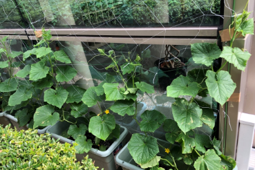 グリーンカーテン本社2022−6月