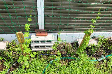 グリーンカーテン京都2022−6月