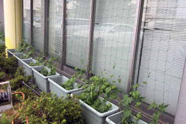 グリーンカーテンDM工場2022−6月