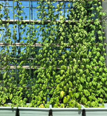 ゴーヤ（8月2日、本社・北國工場）