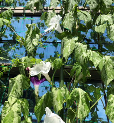 朝顔（8月2日、本社・北國工場）