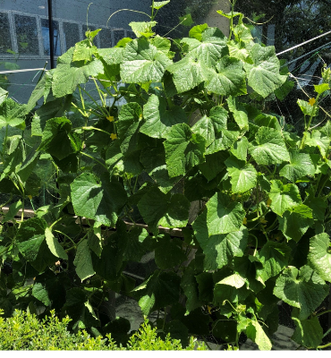 きゅうり（8月2日、本社・北國工場）