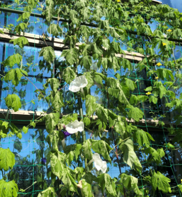 ゴーヤ2（8月2日、本社・北國工場）