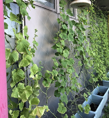 キュウリ（8月2日、DM工場）