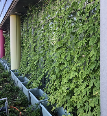 ゴーヤ（8月2日、DM工場）