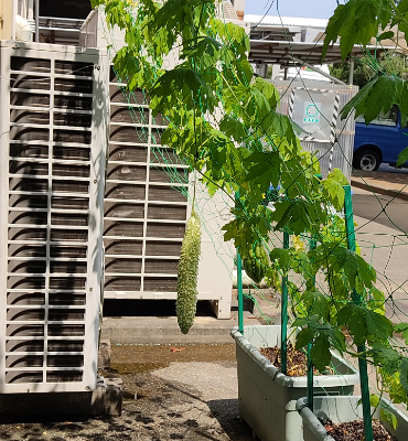 ゴーヤ（8月2日、関東工場）