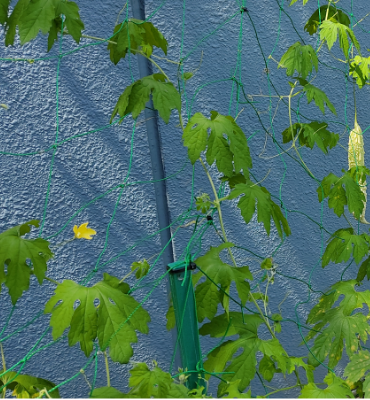 ゴーヤ2（8月2日、関東工場）