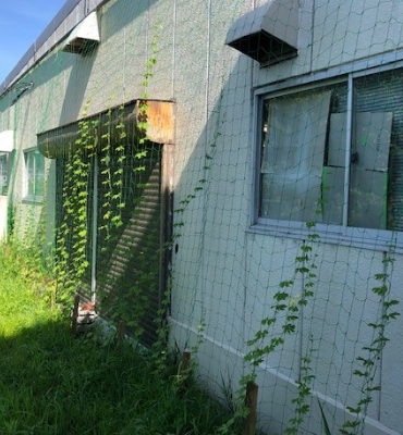 ゴーヤ（8月2日、京都工場）