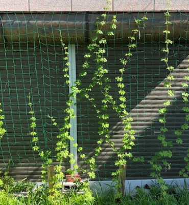 ゴーヤ2（8月2日、京都工場）