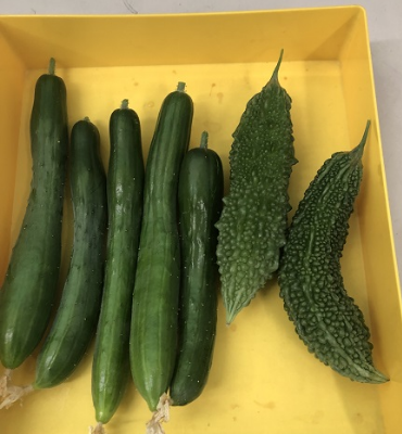 採れた野菜1（8月2日時点）