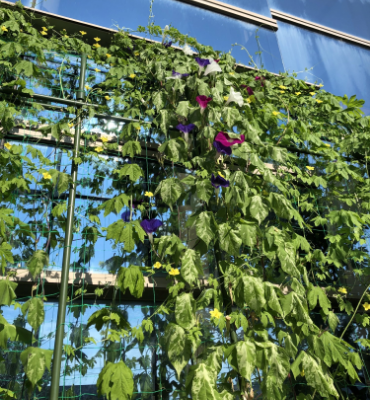 朝顔1（8月8日、本社・北國工場）