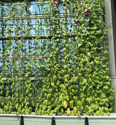 ゴーヤ（8月8日、本社・北國工場）