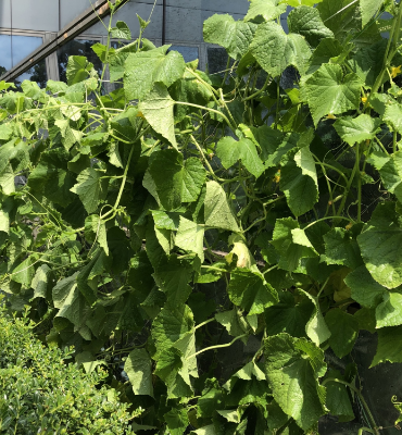 きゅうり（8月8日、本社・北國工場）