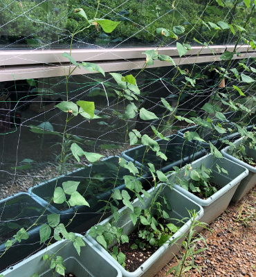 四角マメ（8月8日、本社・北國工場）