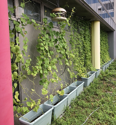 キュウリ（8月8日、DM工場）