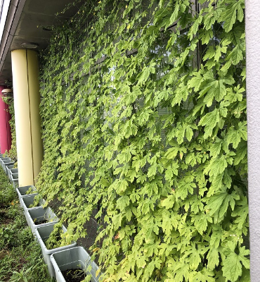 ゴーヤ（8月8日、DM工場）