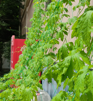 ゴーヤ1（8月8日、関東工場）