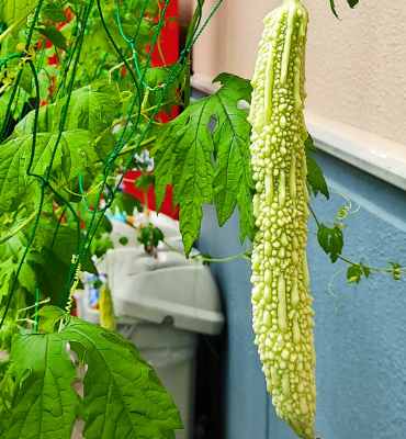 ゴーヤ2（8月8日、関東工場）