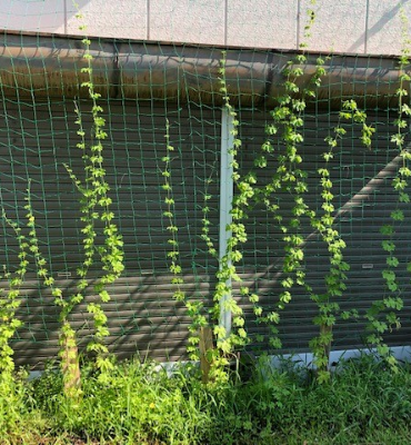 ゴーヤ1（8月8日、京都工場）