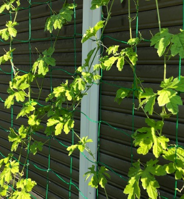 ゴーヤ2（8月8日、京都工場）