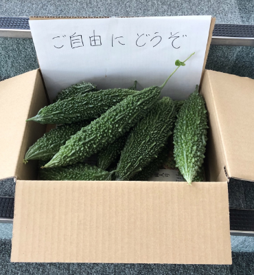 収穫したゴーヤ（8月8日）