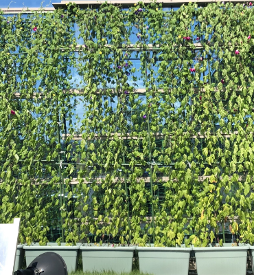 ゴーヤ（8月22日、本社・北國工場）