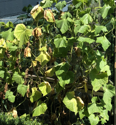 きゅうり（8月22日、本社・北國工場）