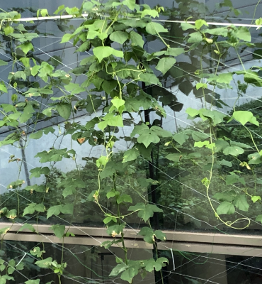 四角豆1（8月22日、本社・北國工場）